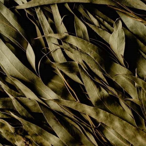 eucalyptus