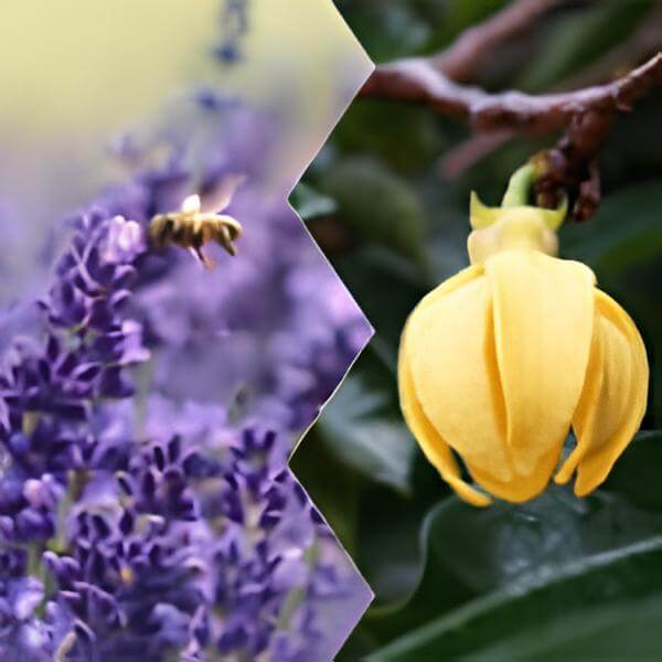 lavendar cananga