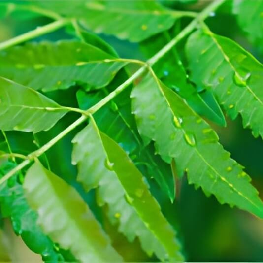 neem